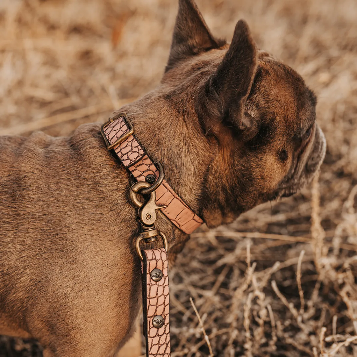 Dog Collar